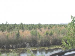estuary