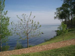 lakeshore with trees
