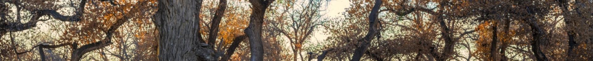Trees in fall in the Rio Grande "Bosque" adjacent to Valle de Oro National Wildlife Refuge in New Mexico.