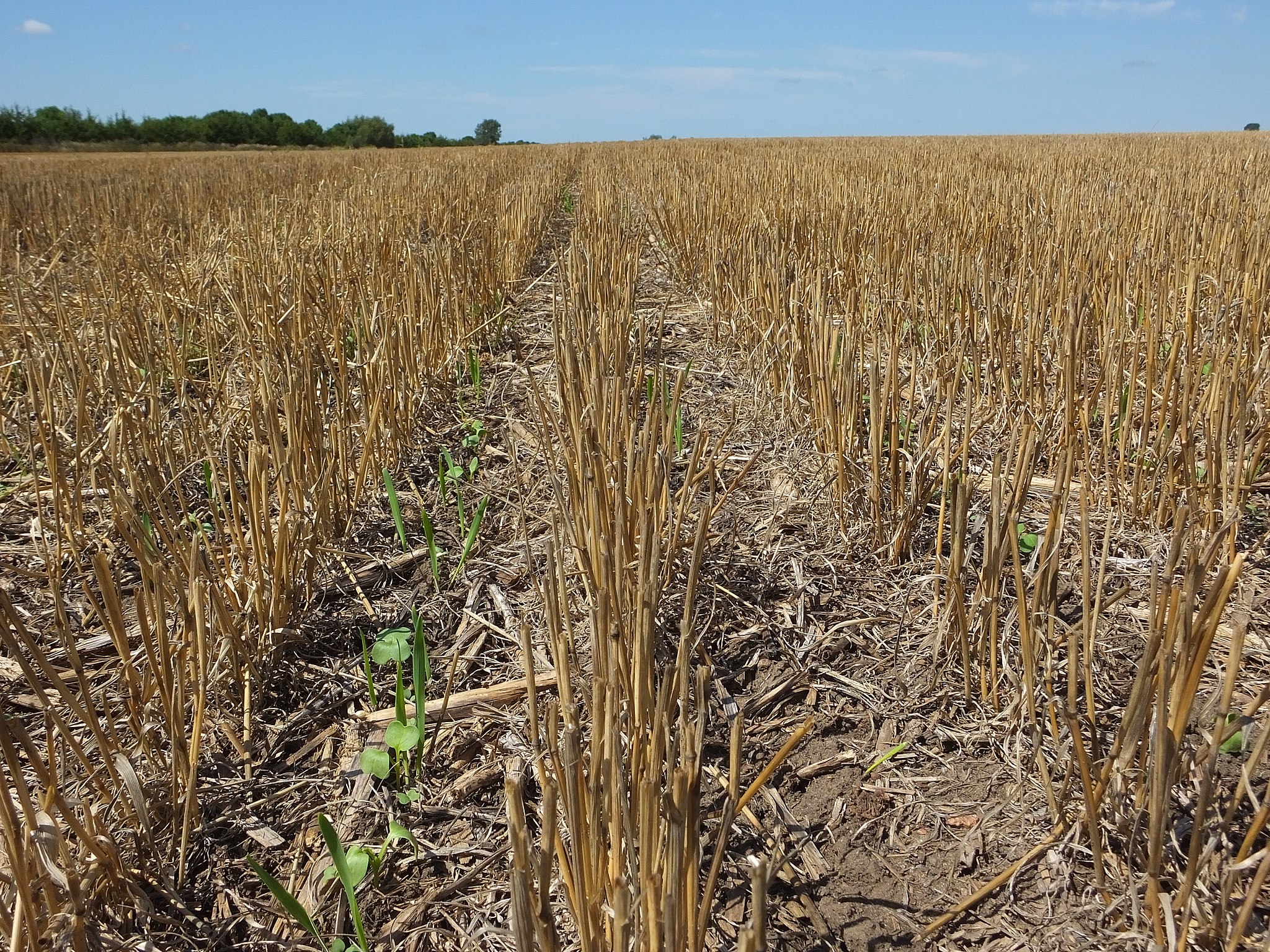 Cover Crops Started in Eastern South Dakota U.S. Climate Resilience
