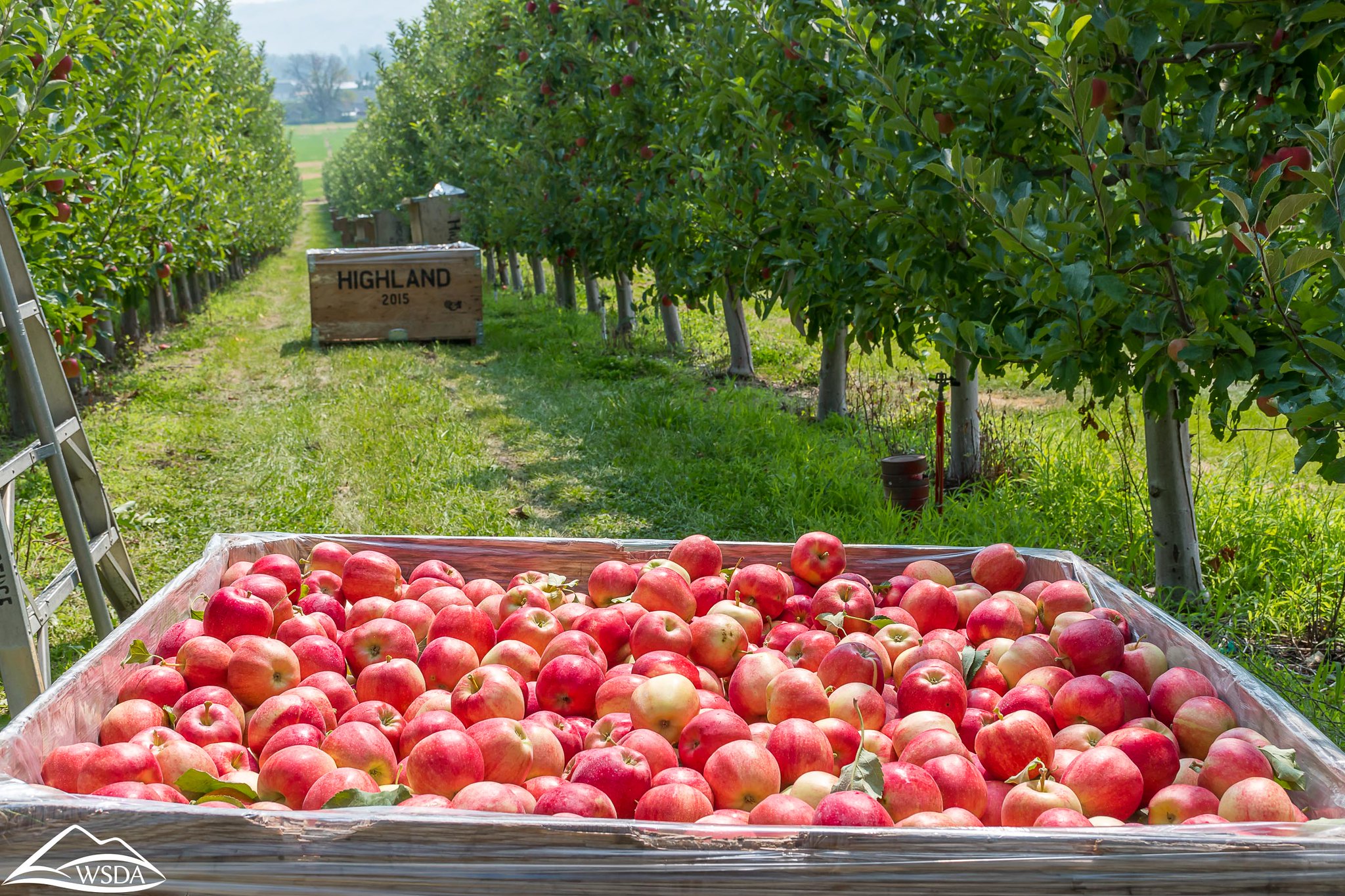 Washington Apples U.S. Climate Resilience Toolkit