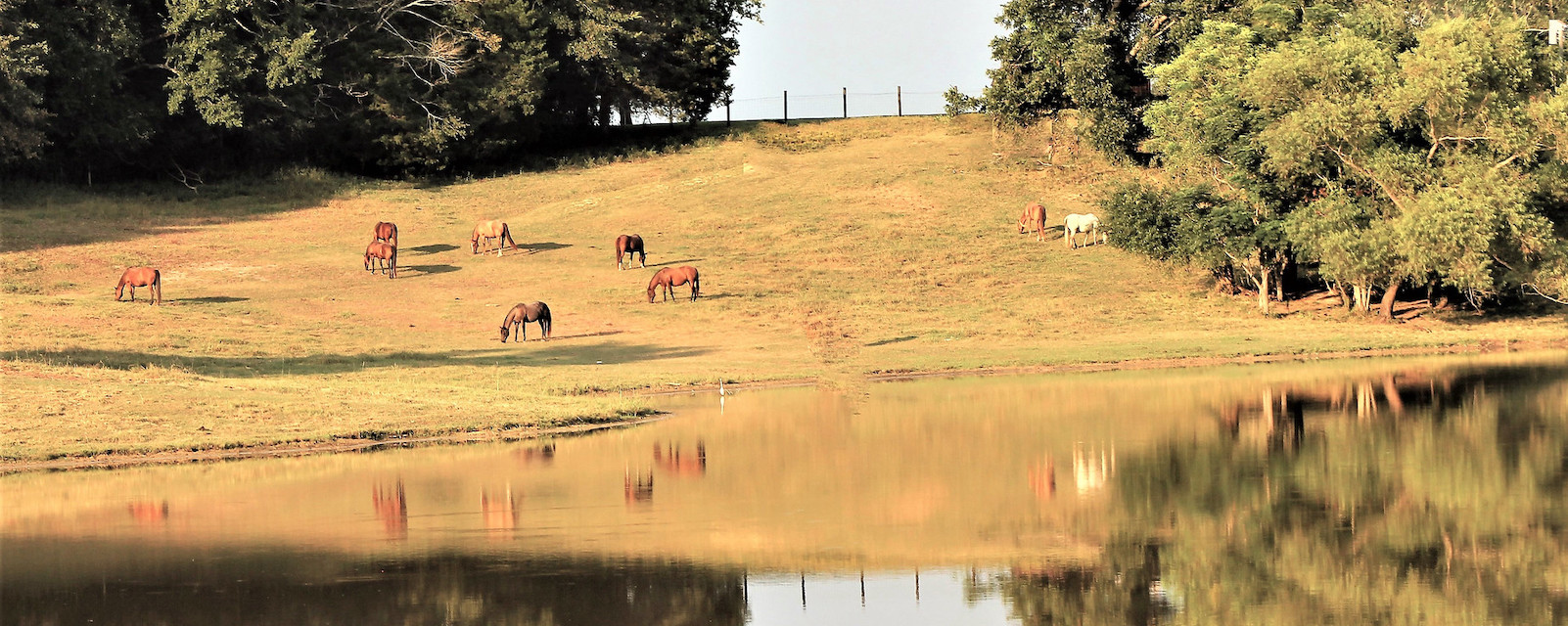 Horses on farmland
