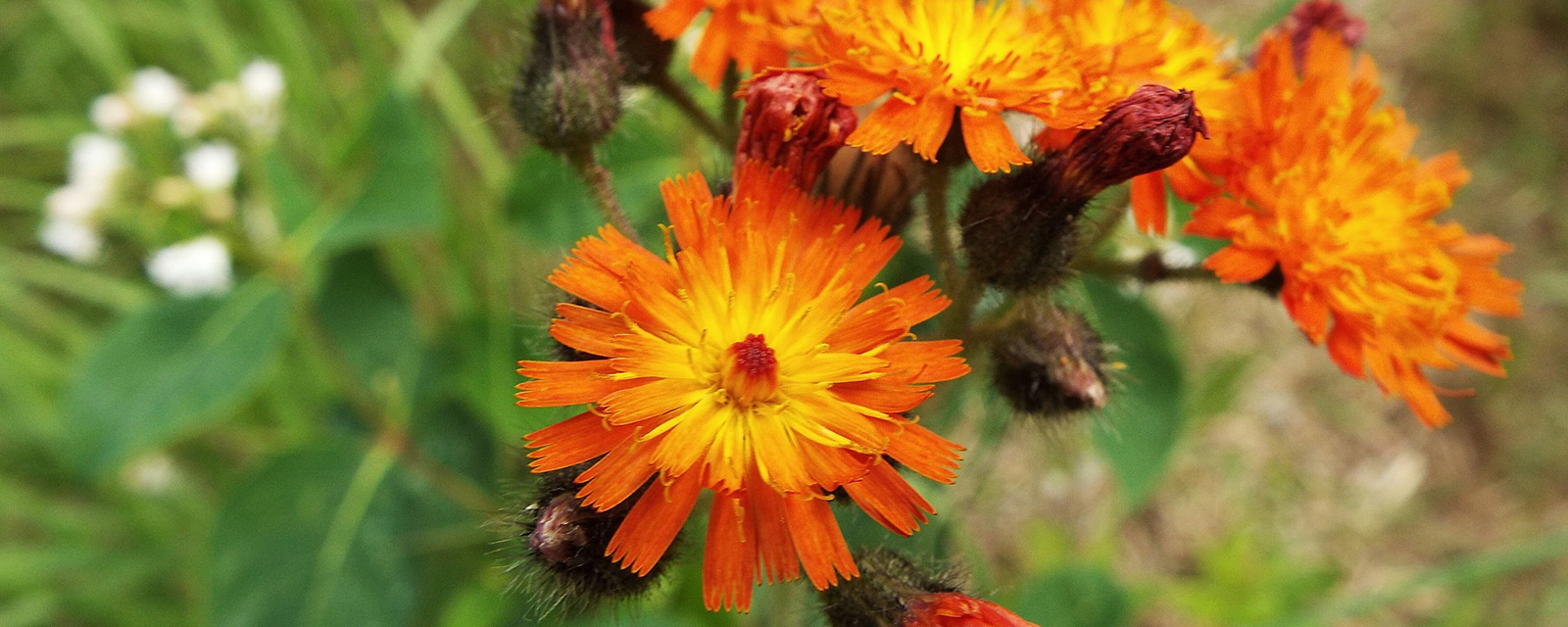 Alaska Weeds ID Mobile App