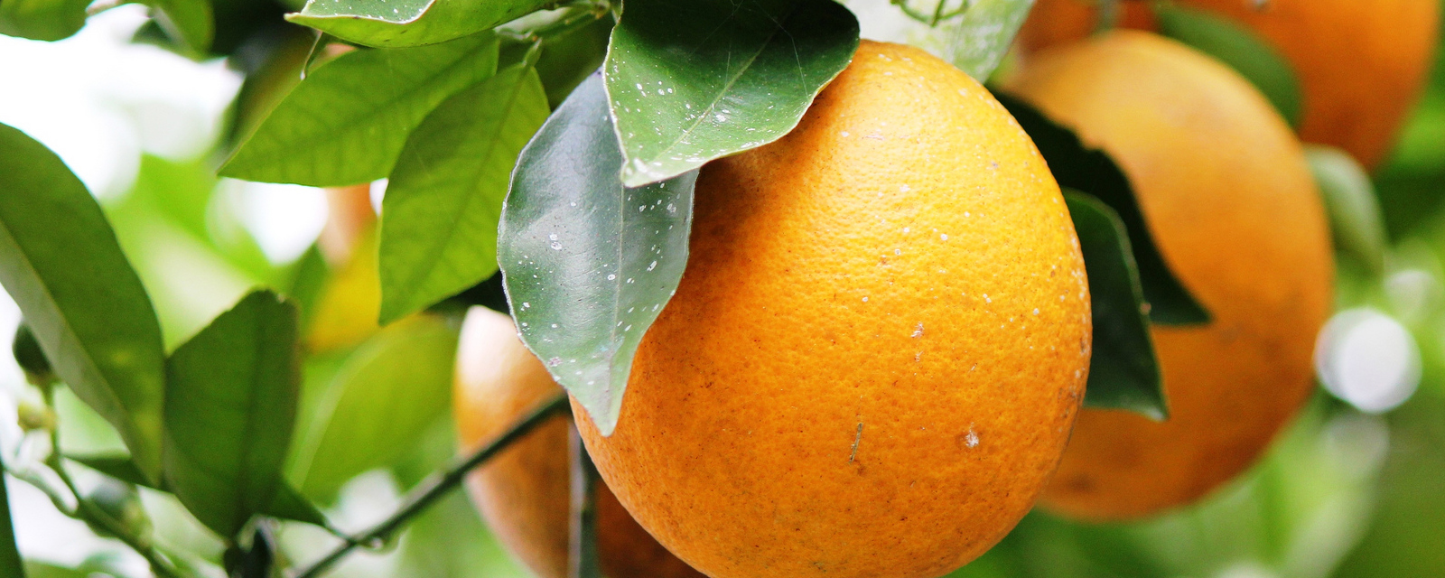 AgroClimate—Tools for Managing Climate Risk in Agriculture