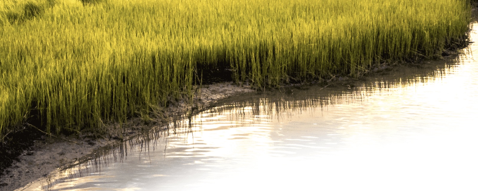 Coastal Restoration Toolkit