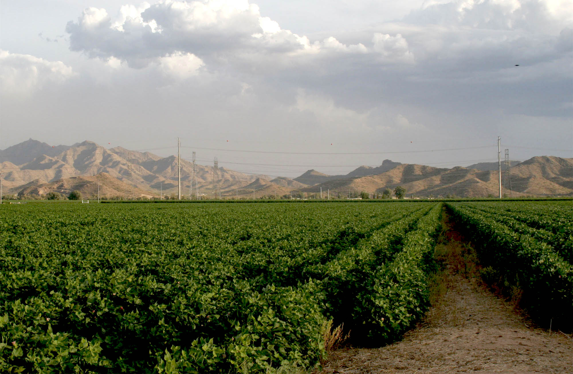 Cotton field in Arizona U.S. Climate Resilience Toolkit