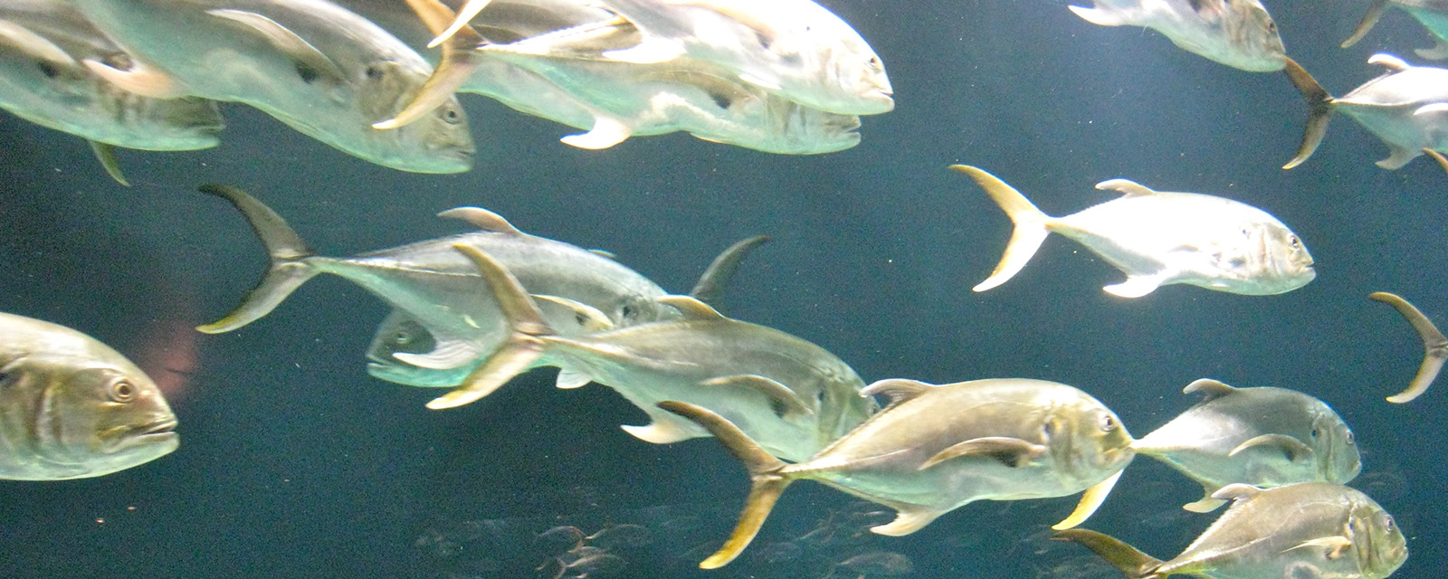 How Will Fish Fare in the Future? Assessing Vulnerability Across an Ecosystem