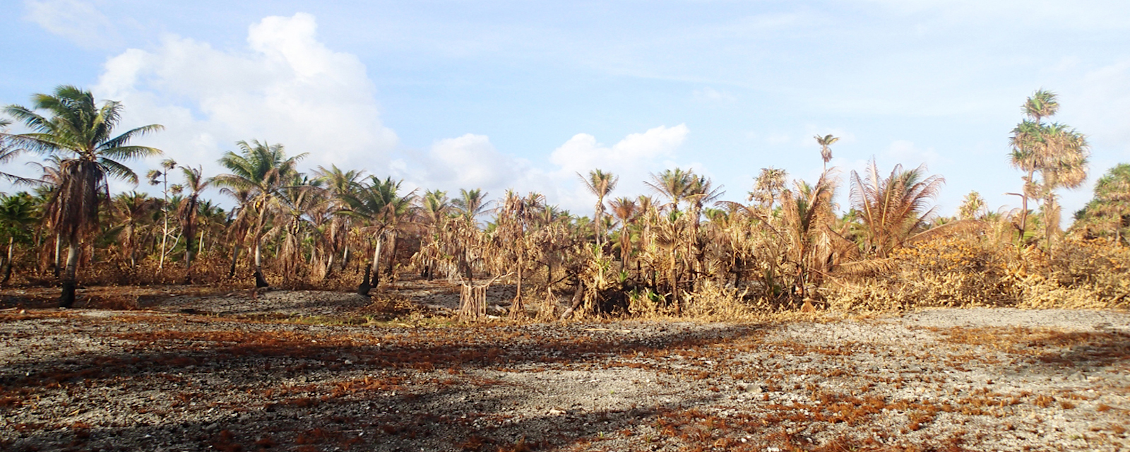 Recognizing and Responding to Drought on Pacific Islands
