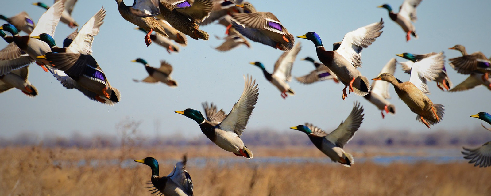Mallards take wing in the Funk Lagoon Waterfowl Production Area, Nebraska