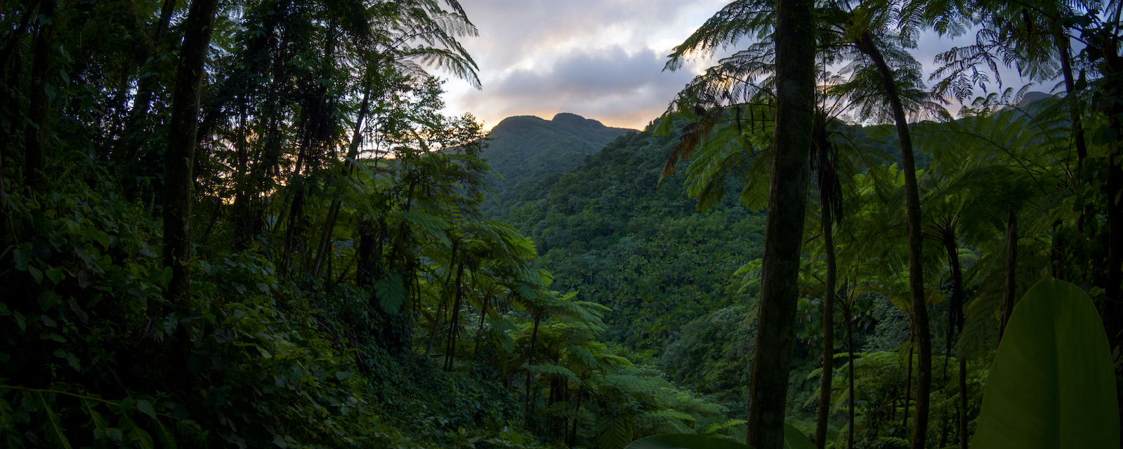 El Yunque National Forest, Puerto Rico.jpg Un denso dosel de bosque verde oscuro en primer plano abruma la puesta de sol púrpura y naranja que se asoma por el horizonte.