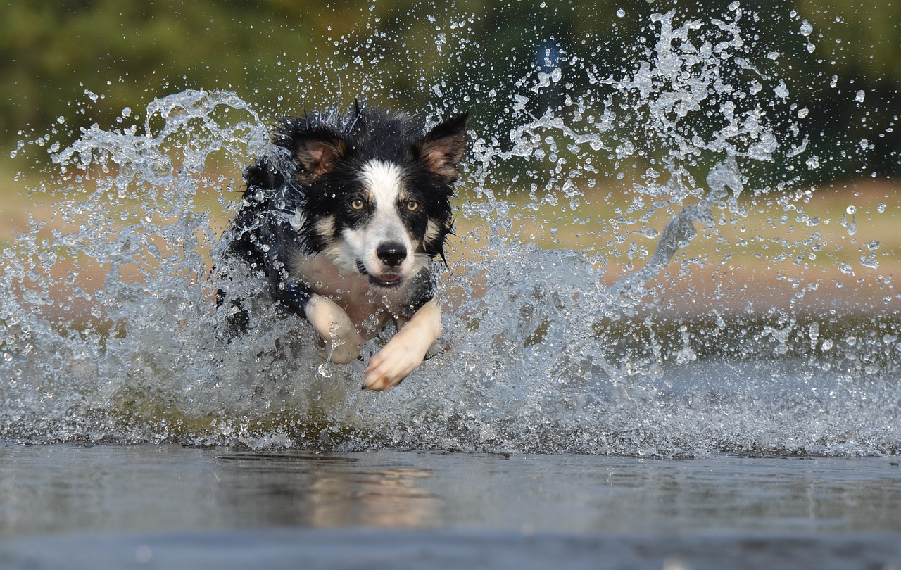 Dog Running Through Water U.S. Climate Resilience Toolkit