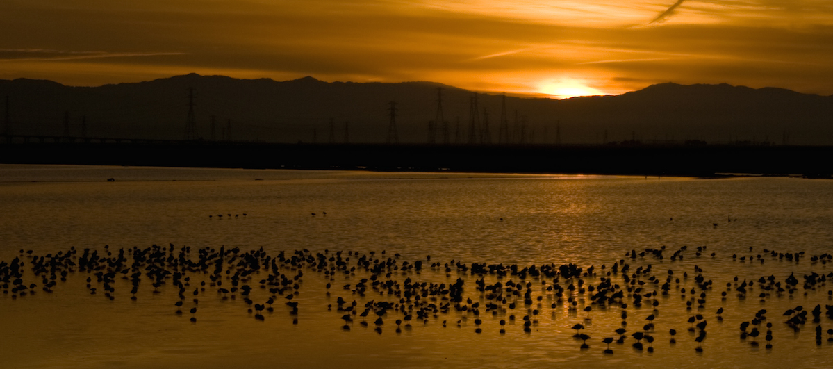 Saving Tidal Marshes in the San Francisco Bay