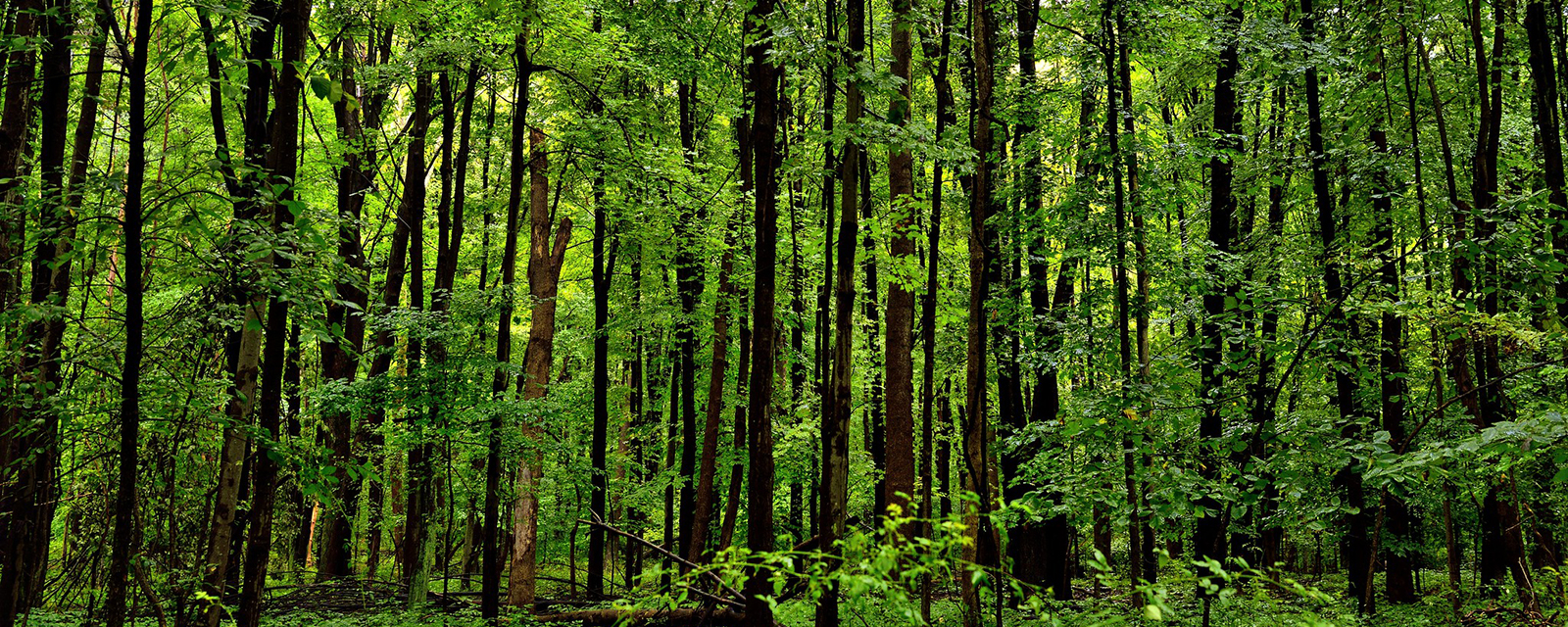 Forestry  U.S. Climate Resilience Toolkit