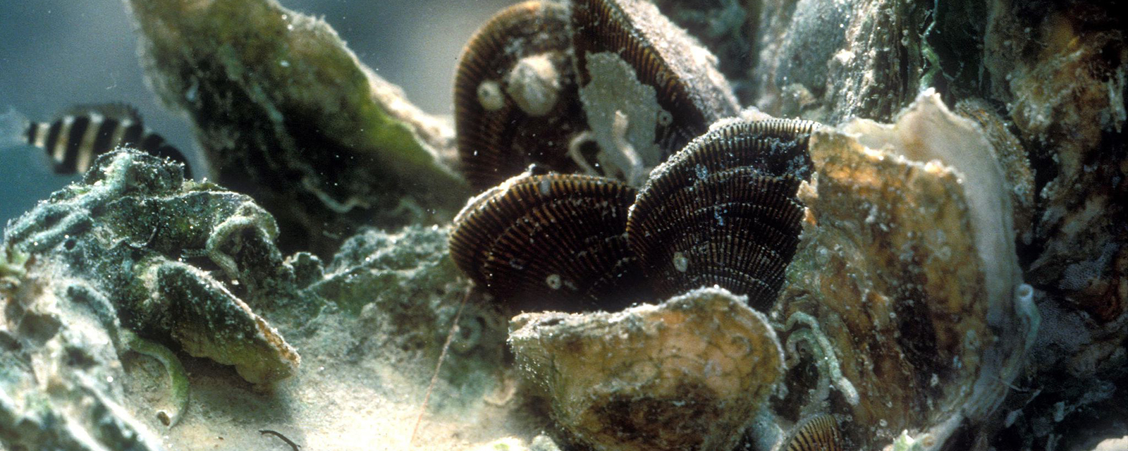Oyster Growers Prepare for Changing Ocean Chemistry