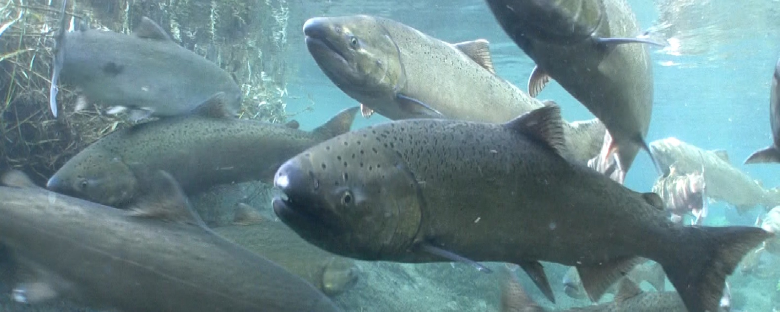 How Vulnerable Are Salmon to a Changing Climate?