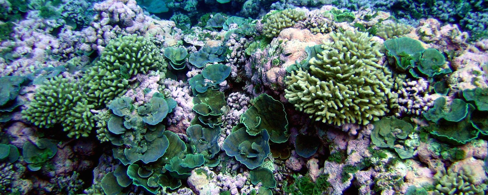 A Coral Bleaching Story With an Unknown Ending