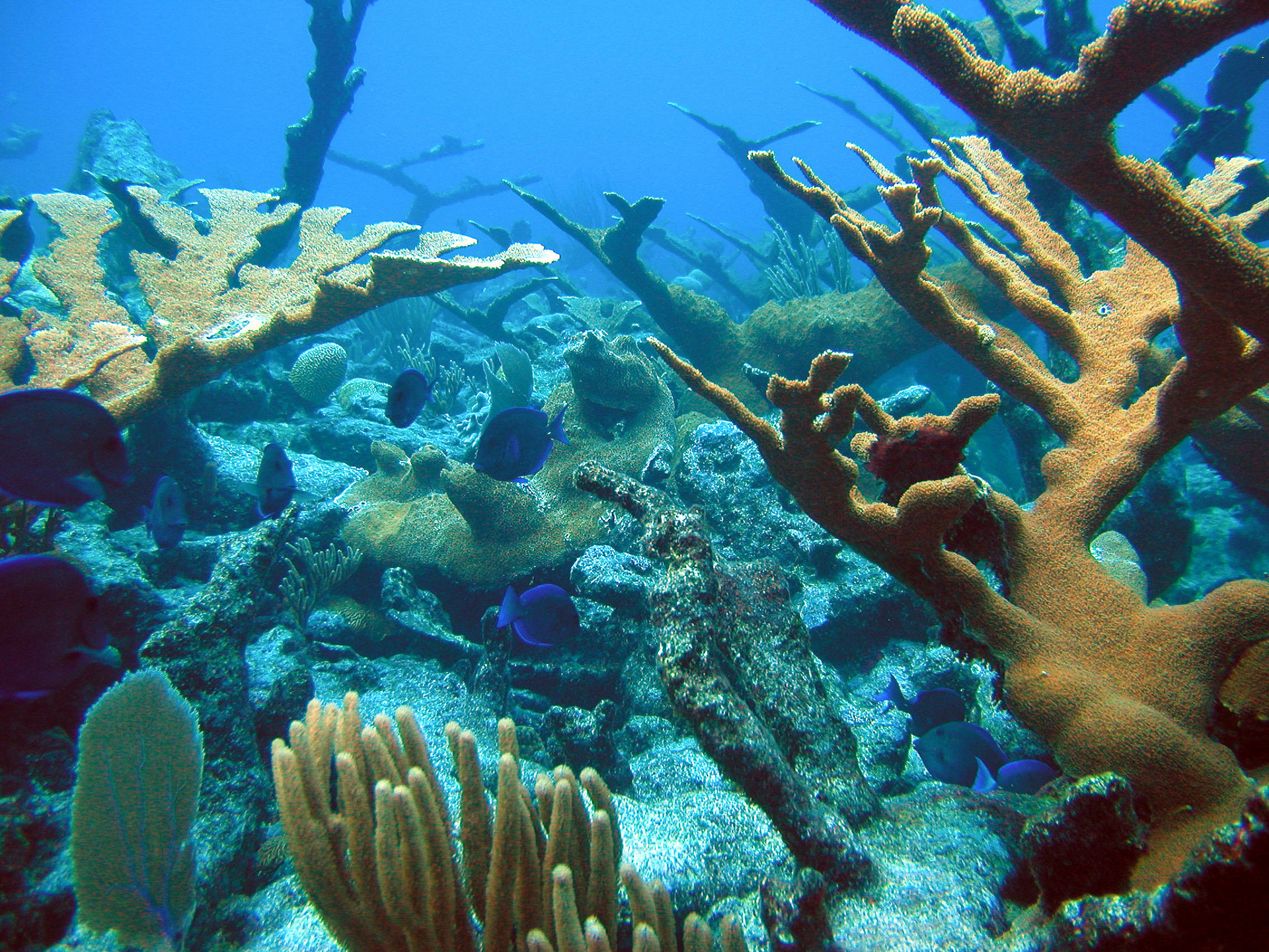 Pollution and Coral Health in the Virgin Islands