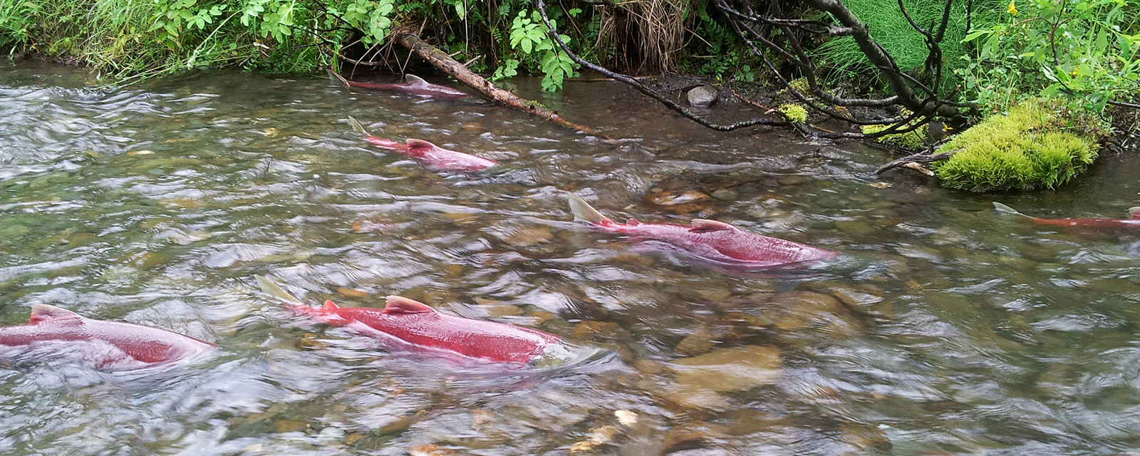 Stream Temperature Data Collection Standards and Protocol for Alaska