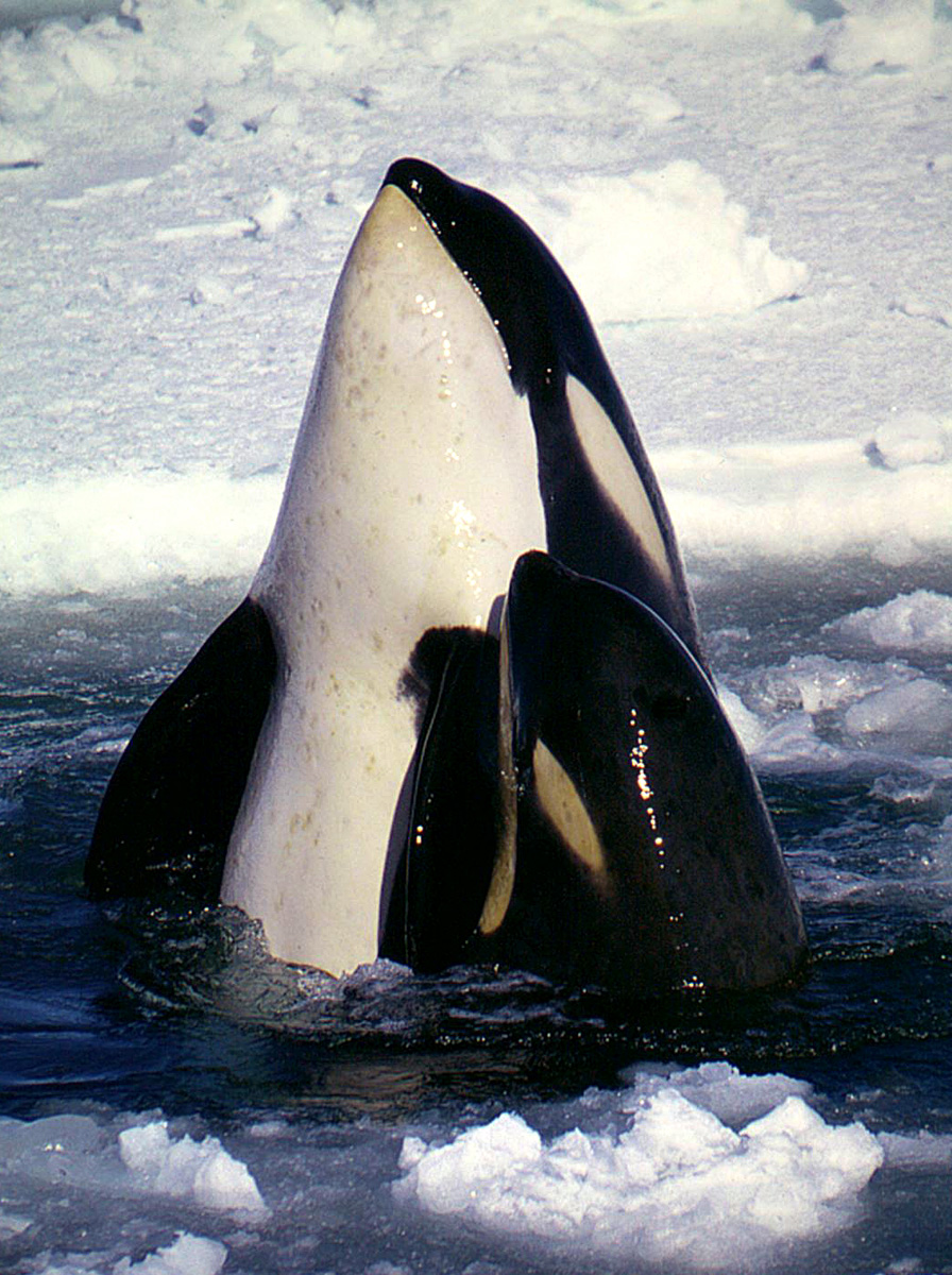 Orcas U.S. Climate Resilience Toolkit