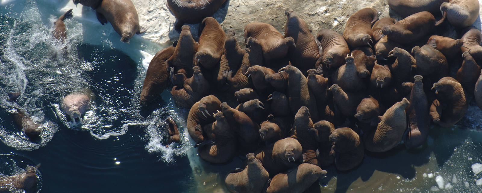 Sea Ice for Walrus Outlook (SIWO)