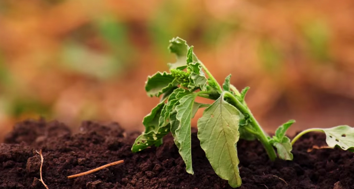 Community-Based Water Resiliency (CBWR) Guide