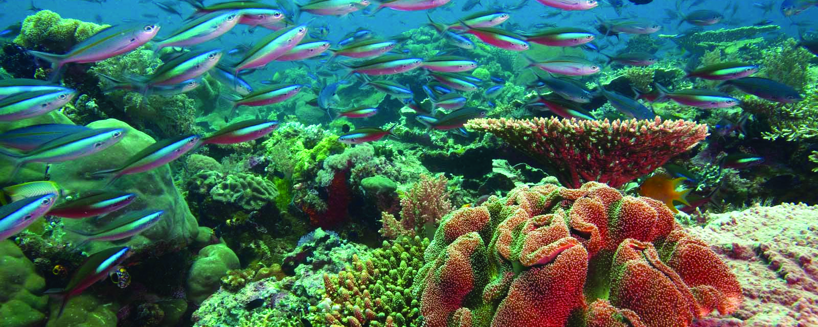 Reef Resilience Toolkit