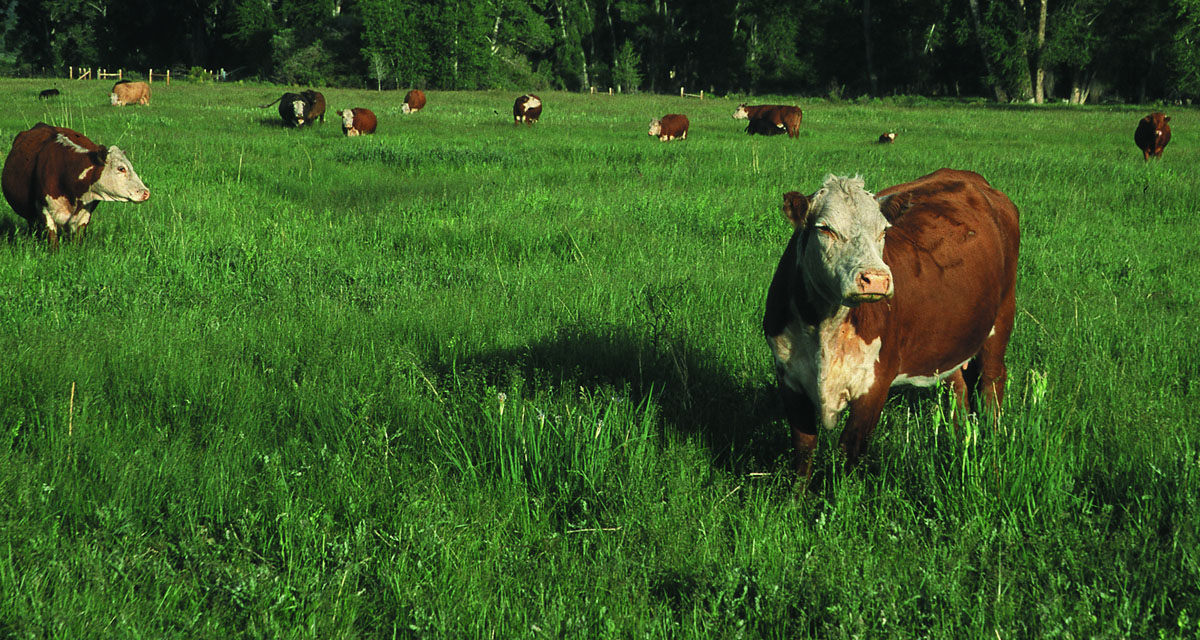 Crop Insurance Smooths Income Fluctuations for Ranchers and Forage Farmers