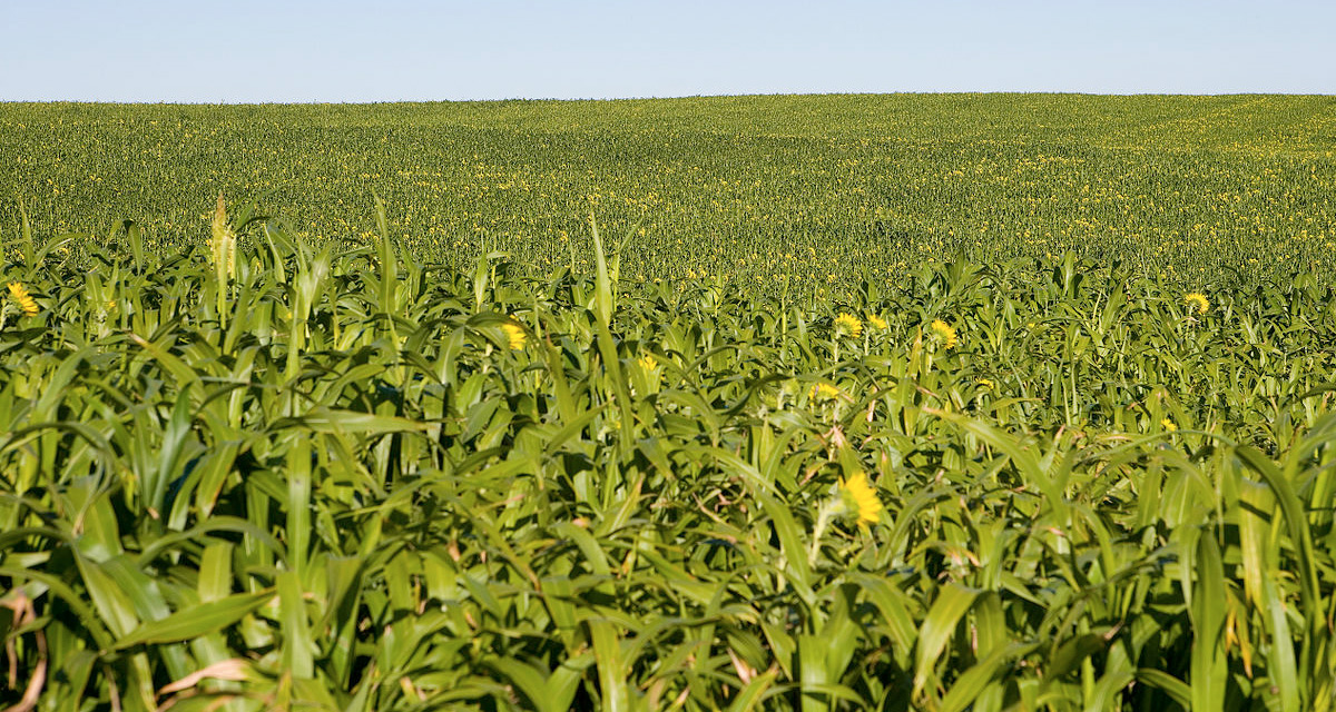 Browser-Based Tools Show Current and Historical Crop Cover and Health