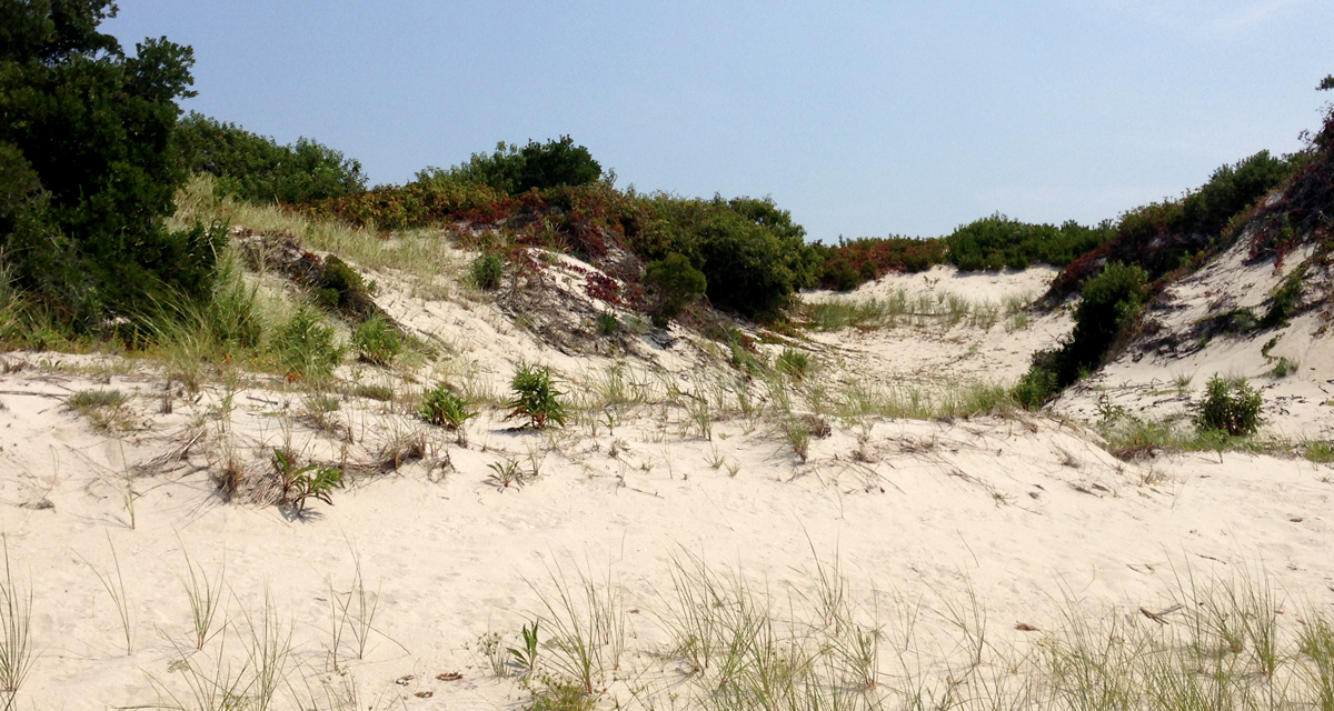Restoring Natural Dunes to Enhance Coastal Protection