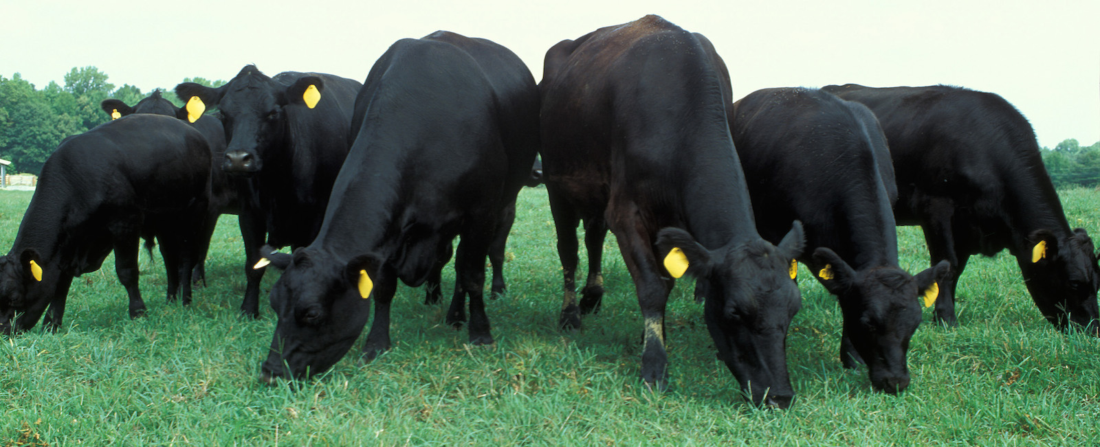 Starting the Climate Conversation: Using Scenario Planning to Promote Resilience in Beef Production