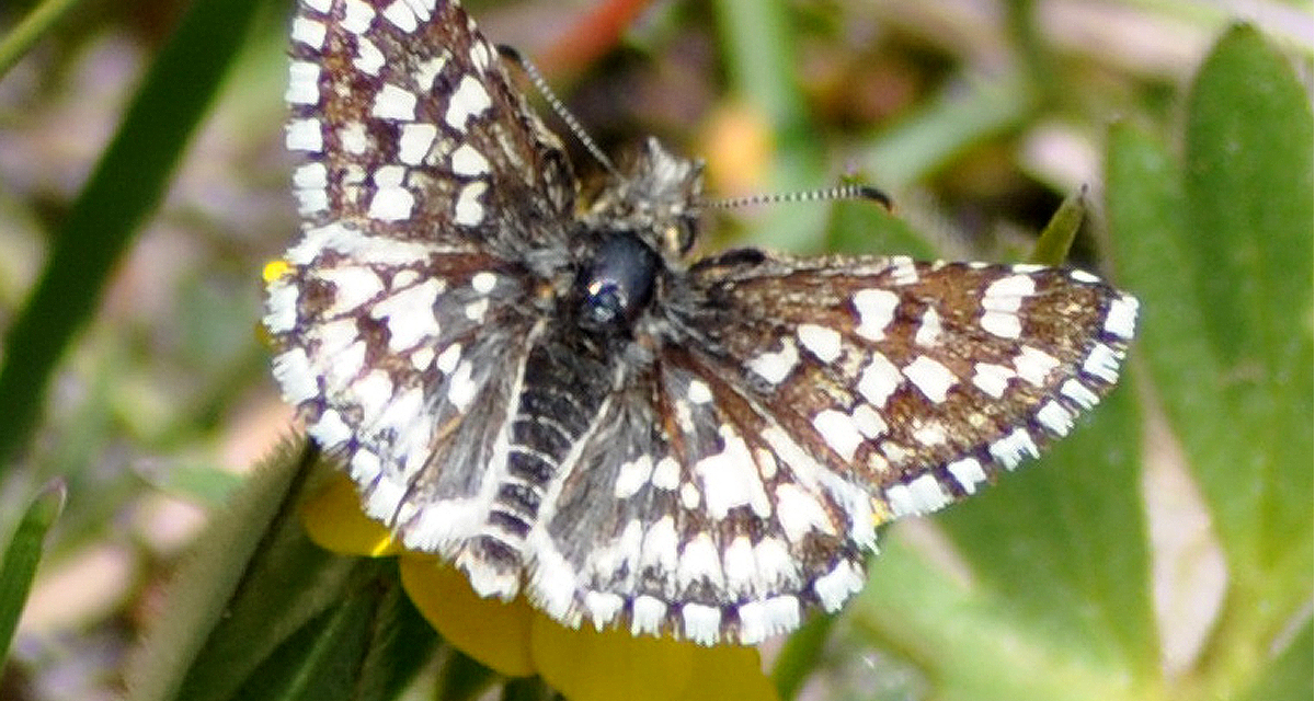 Climate Data Inform Recovery Plan for Endangered Butterfly