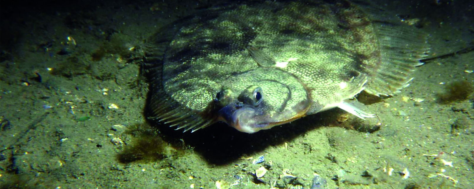 Fish Species Climate Vulnerability Assessment Methodology