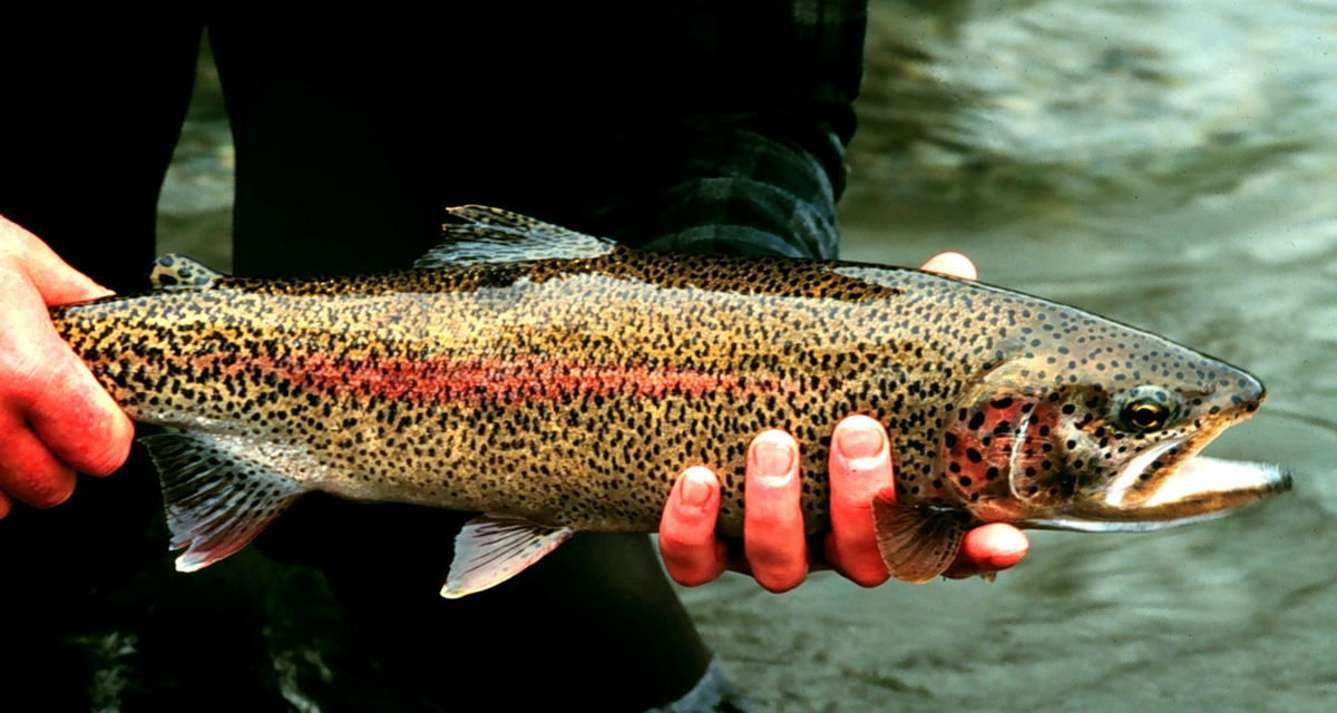 National Fish, Wildlife, and Plants Climate Adaptation Strategy