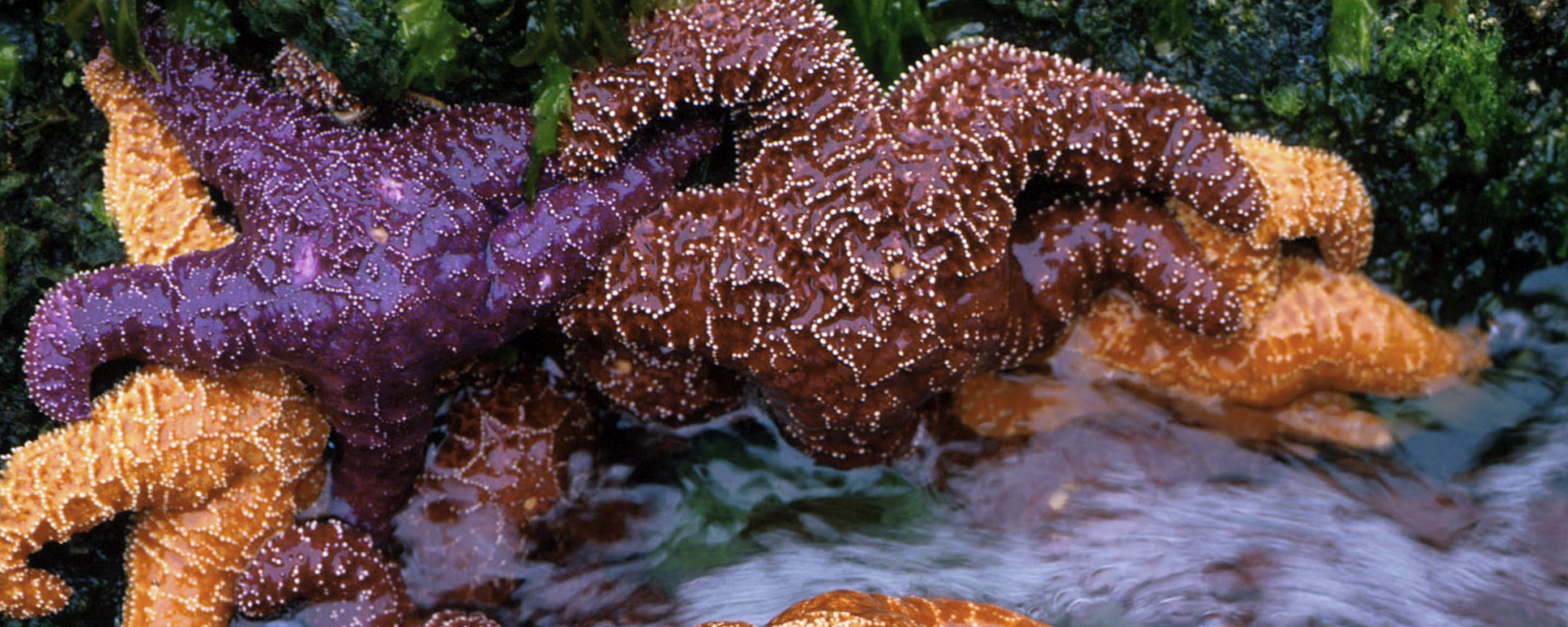 North American Marine Protected Area Rapid Vulnerability Assessment Tool