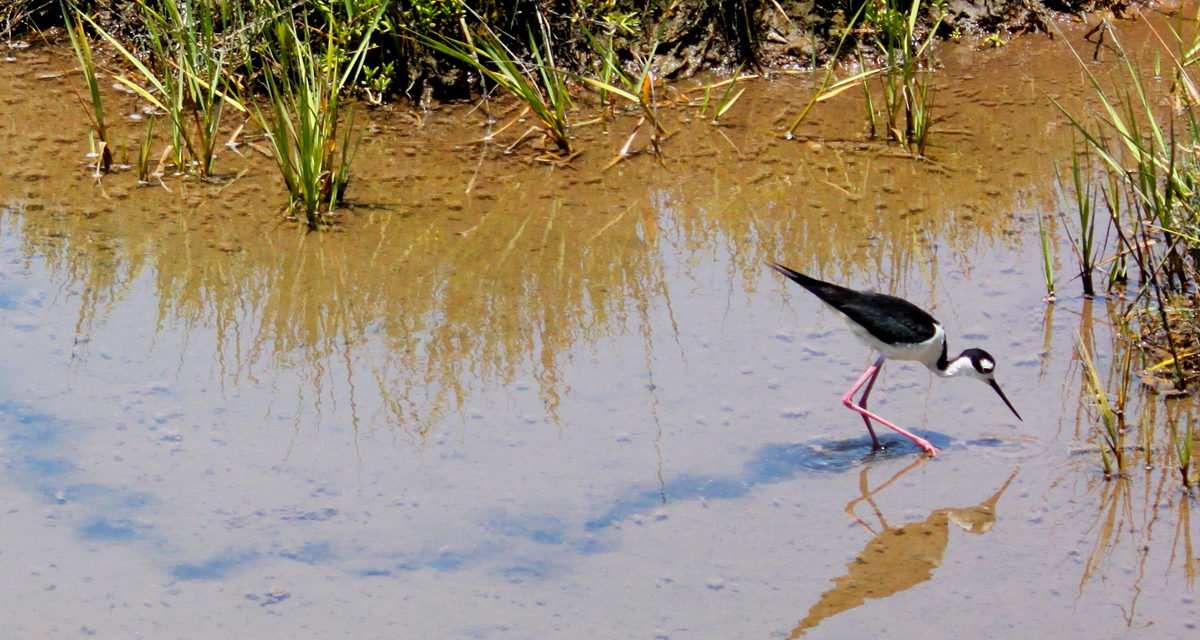 Sediment Strategy Seeks to Save Salt Marsh Species