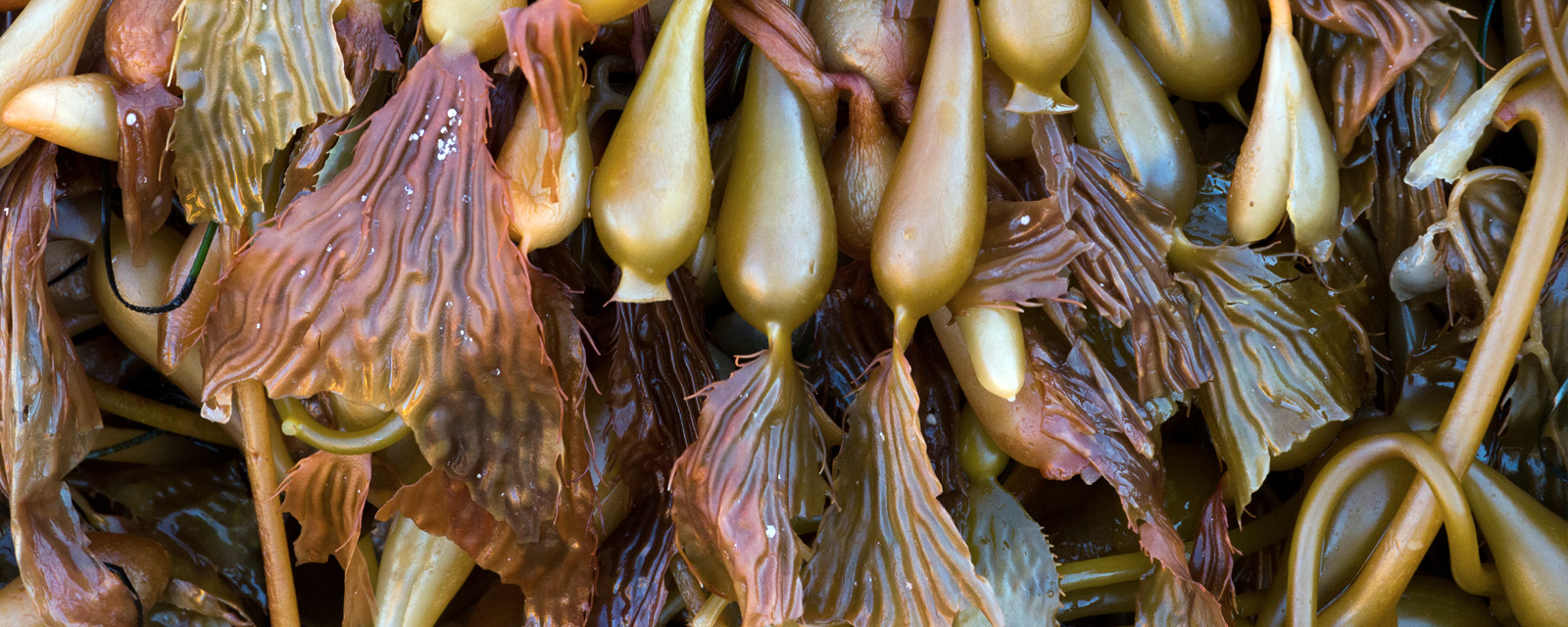 New England Seaweed Culture Handbook
