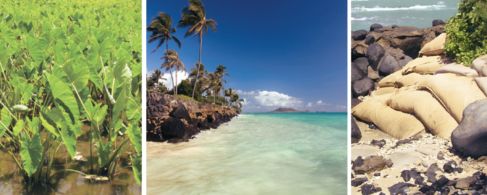 Sea-Level Rise and Coastal Land Use in Hawaii: A Policy Tool Kit for State and Local Governments