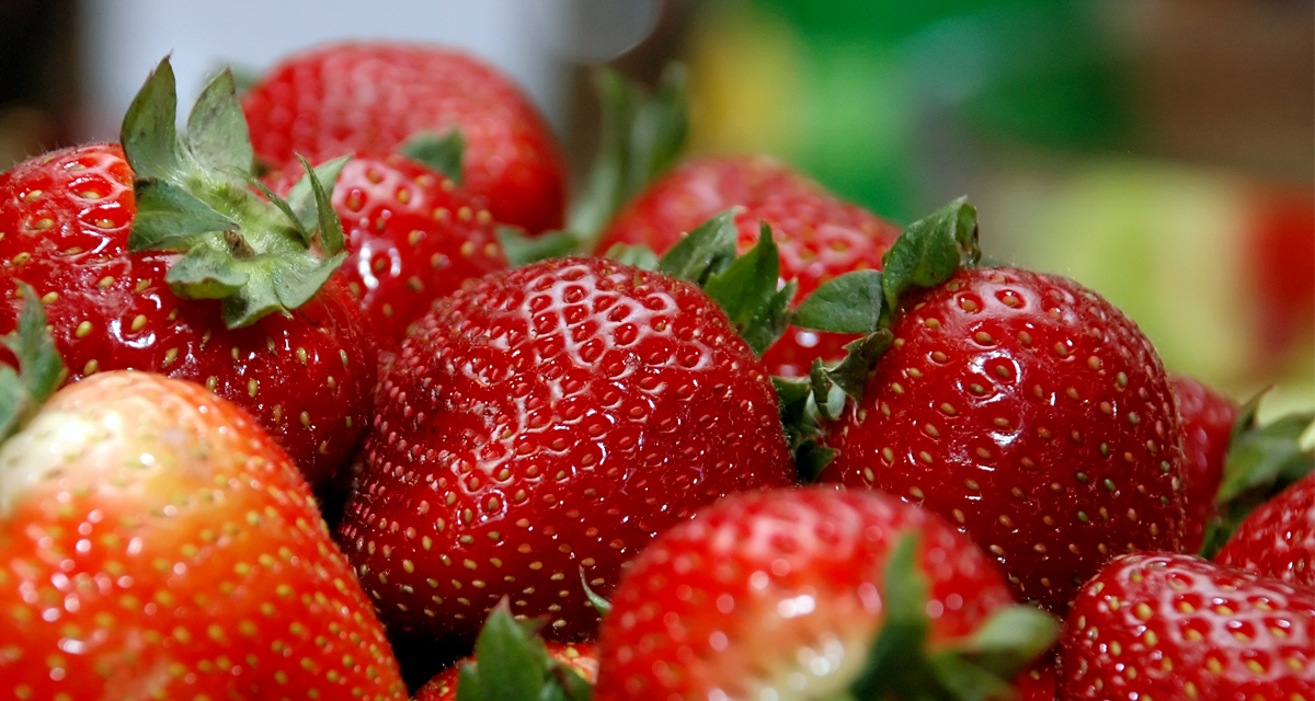 Alert System Helps Strawberry Growers Reduce Costs