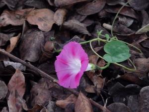 A morning glory among decaying leaves