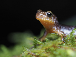 Salamander