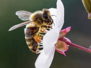 bee on a flower