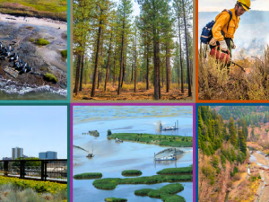 grid of images showing wetland, city, forest, and coastal environments