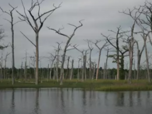 dead trees in water