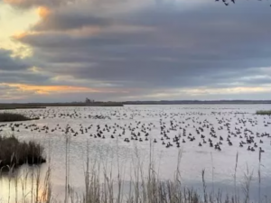 geese landing on a pond
