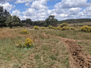 lines of dug up soil in rangelands