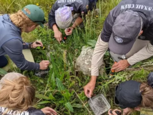 researchers collecting snails in a field