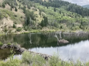 Beaver dam in a stream through Fifer Gulch in western Montana