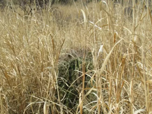 buffelgrass