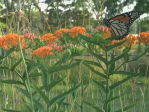 butterfly in a field of milkweed