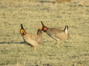 prairie chickens in field